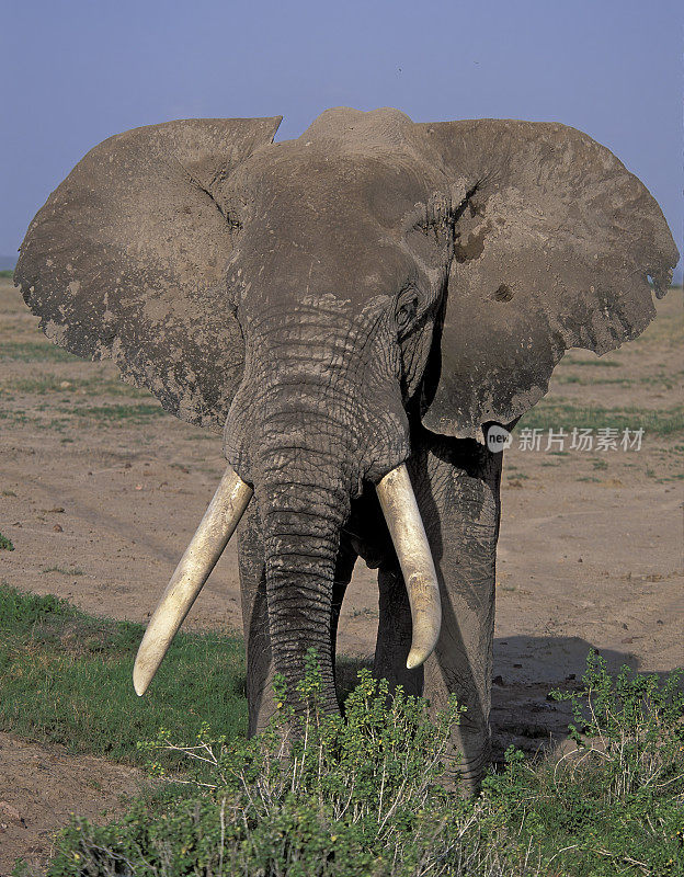 非洲丛林象(Loxodonta africana)，也被称为非洲草原象。肯尼亚马赛马拉国家保护区。头部和大獠牙的特写。